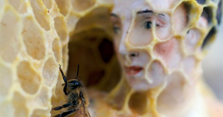 L’artiste qui laisse les abeilles écrire son œuvre