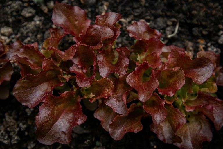 Un gène désactivé pour réinventer la salade rouge : la méthode CRISPR appliquée aux anthocyanes