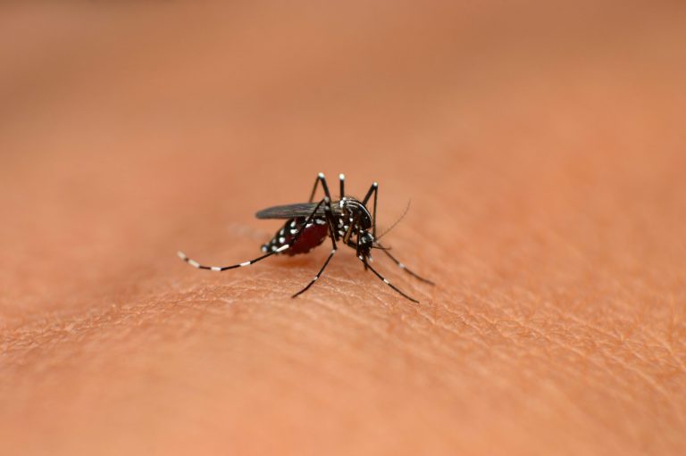 L'expansion géographique et sanitaire du moustique tigre