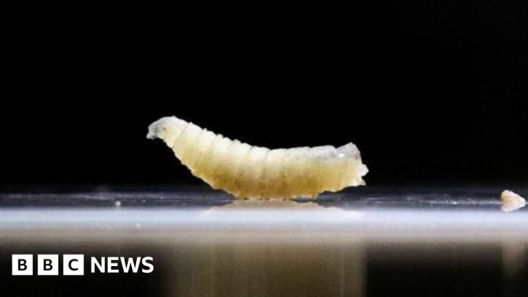 Une menace invasive aux portes des États-Unis