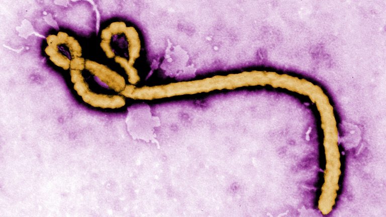 Une menace virale sans vaccin approuvé