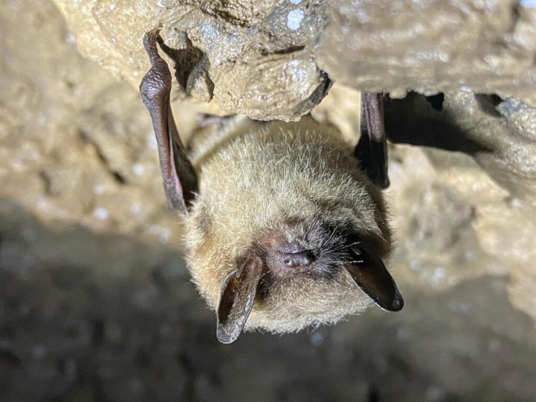 L'alerte sanitaire dans les montagnes Rocheuses