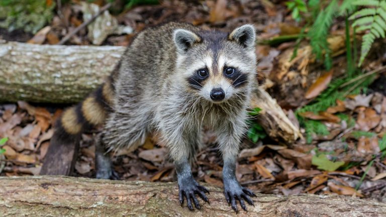 Une campagne intensive de capture et vaccination en Montérégie