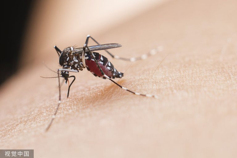 Une stratégie de contrôle biologique face aux maladies transmises par les moustiques