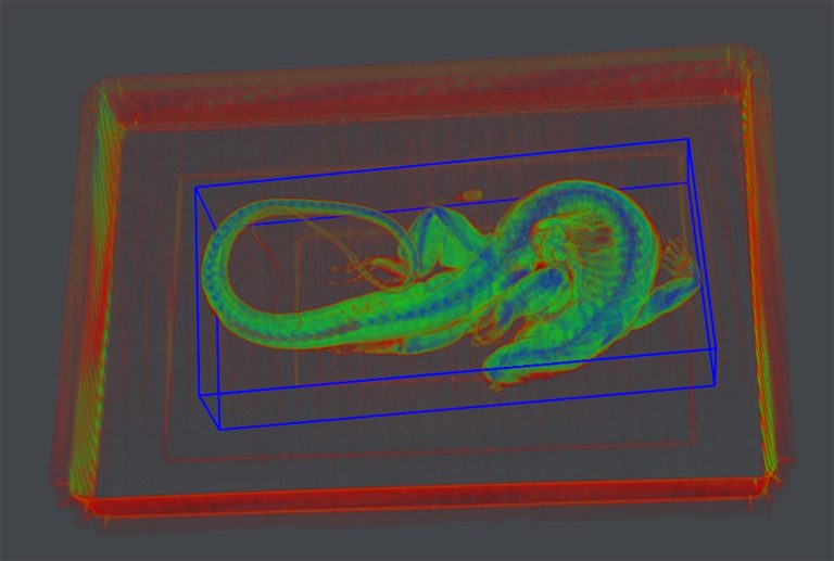 Une technologie d'imagerie pour contrer le trafic de faune
