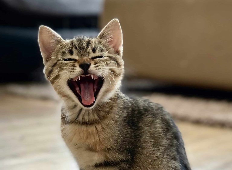 Un « chat quantique » à neuf vies : l’antimoine, cette particule qui défie les lois de la physique