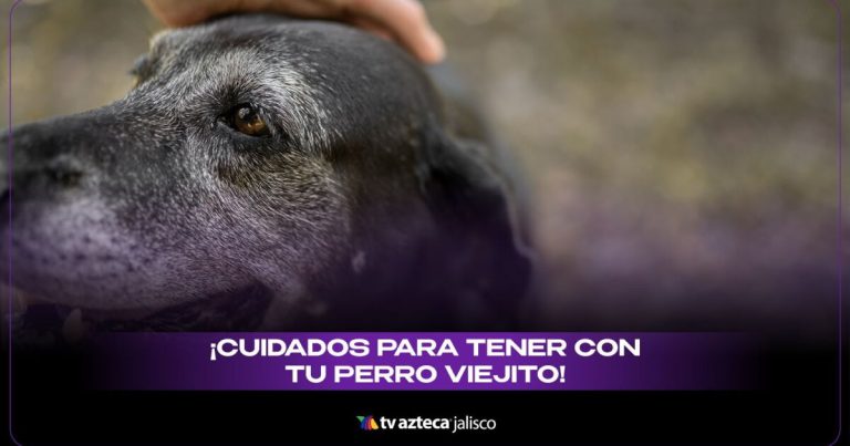 Quand un chien devient-il "senior" ? Les seuils d’âge qui divisent les vétérinaires