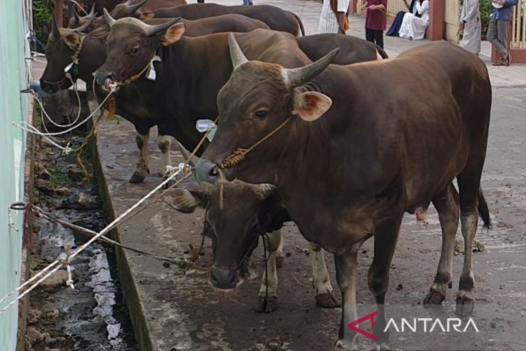 Stratégie de vaccination contre la fièvre aphteuse en Sumatra du Sud
