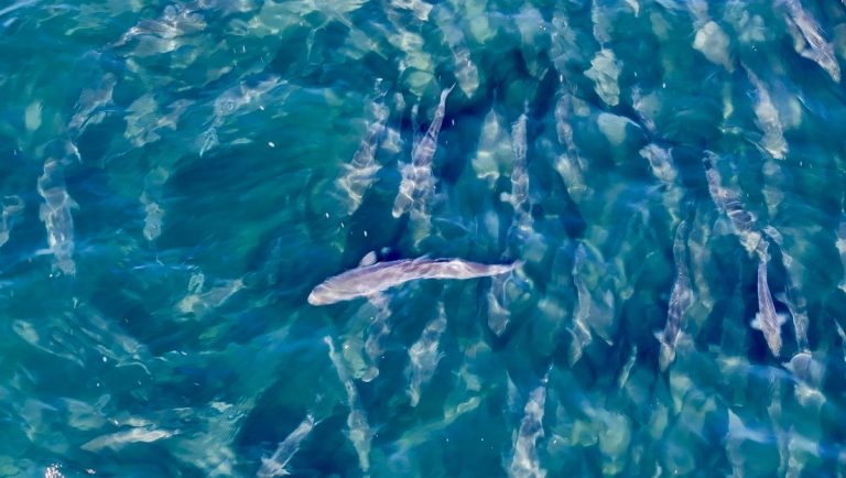 La technologie SharkSpotter face aux défis de l'océan
