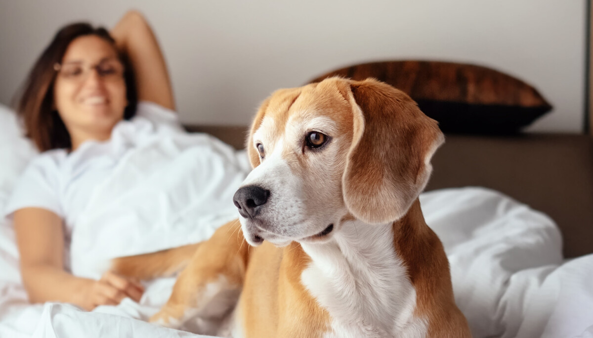 Dormir avec son animal de compagnie : ce que dit la recherche sur le sommeil