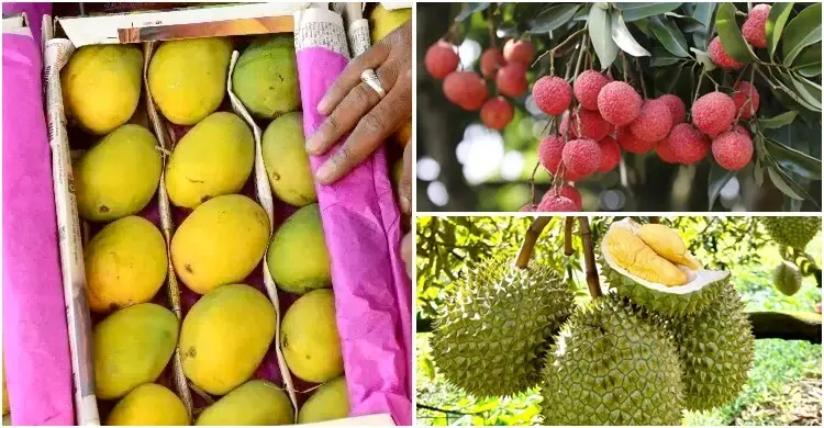 L'expansion record du marché chinois des fruits