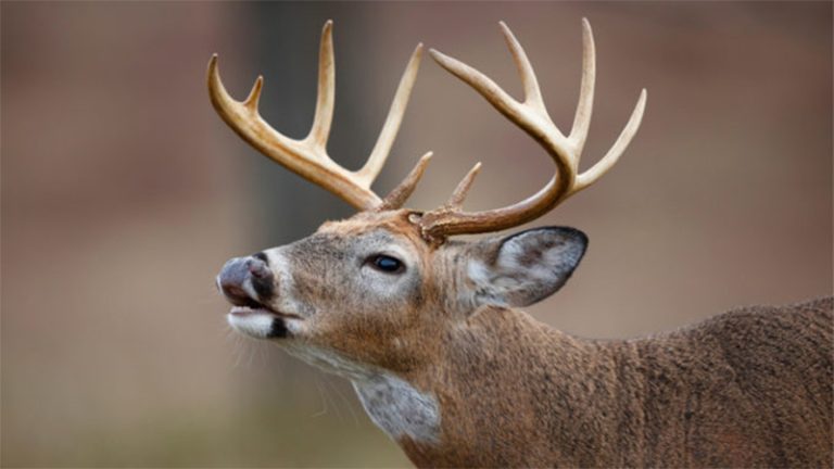 Les zones touchées et le calendrier de chasse 2026