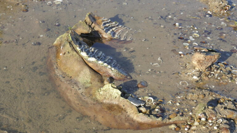 Bulgarie : Le Bas Niveau du Danube Révèle des Ossements de Mammouth Laineux