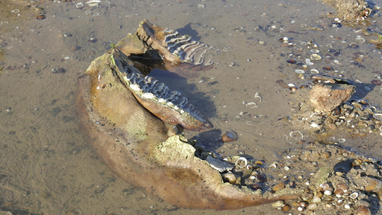Bulgarie : Le Bas Niveau du Danube Révèle des Ossements de Mammouth Laineux