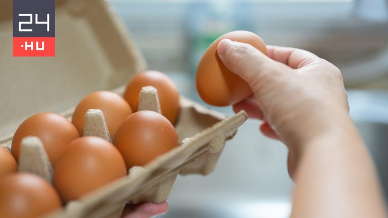 Risques microbiologiques et vulnérabilité de la coquille
