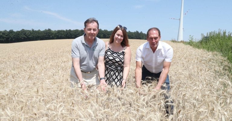 Autriche : rendement des céréales en baisse de 15 à 20 % sous l’effet de la sécheresse et de la chaleur