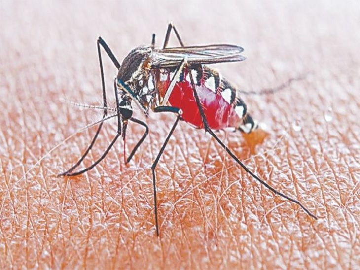 Dengue : Vigilance accrue des autorités sanitaires avec l'arrivée de la mousson