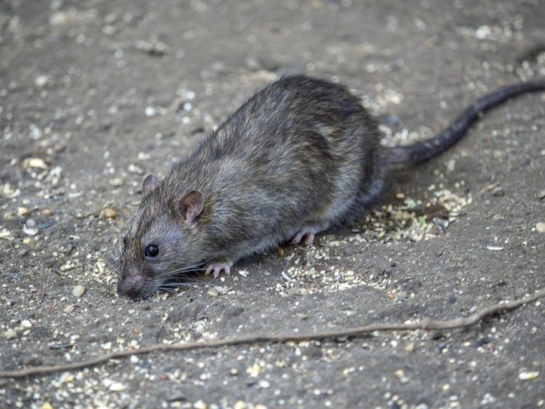 Une mutation génétique chez les souris