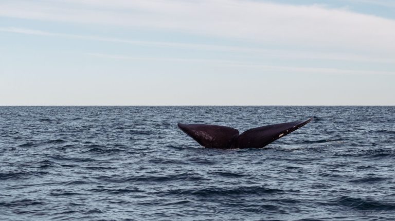 Le stratagème acoustique des baleines bleues
