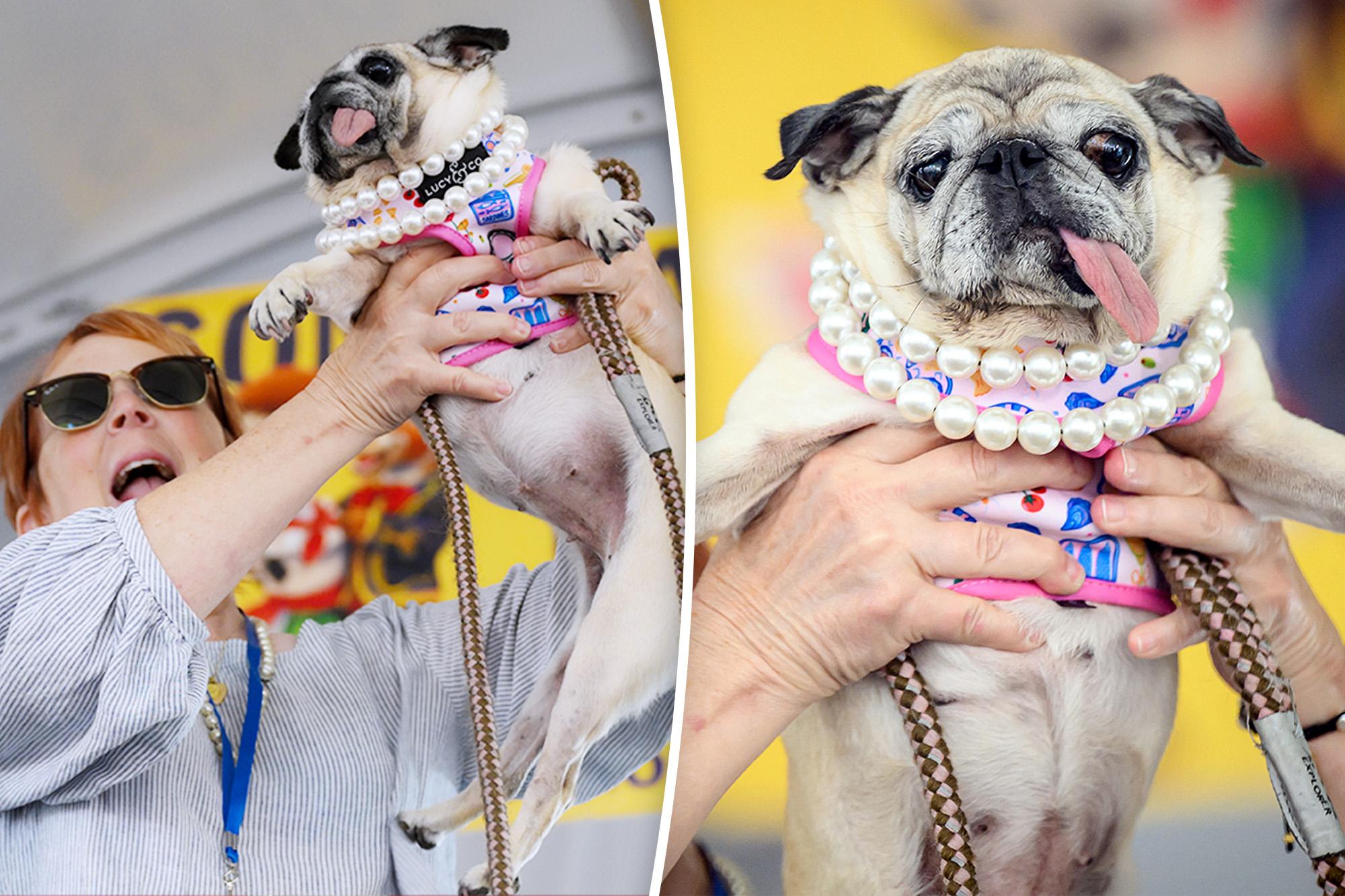 Jinny Lu Remporte le Concours du Chien le Plus Moche du Monde
