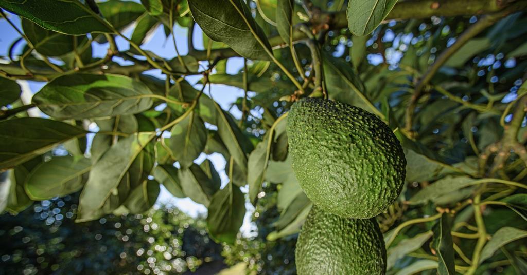 Halls avocado tree