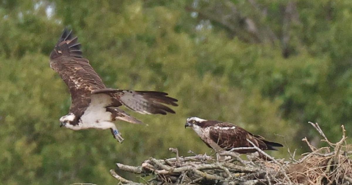 Première naissance historique de balbuzards en Cumbria