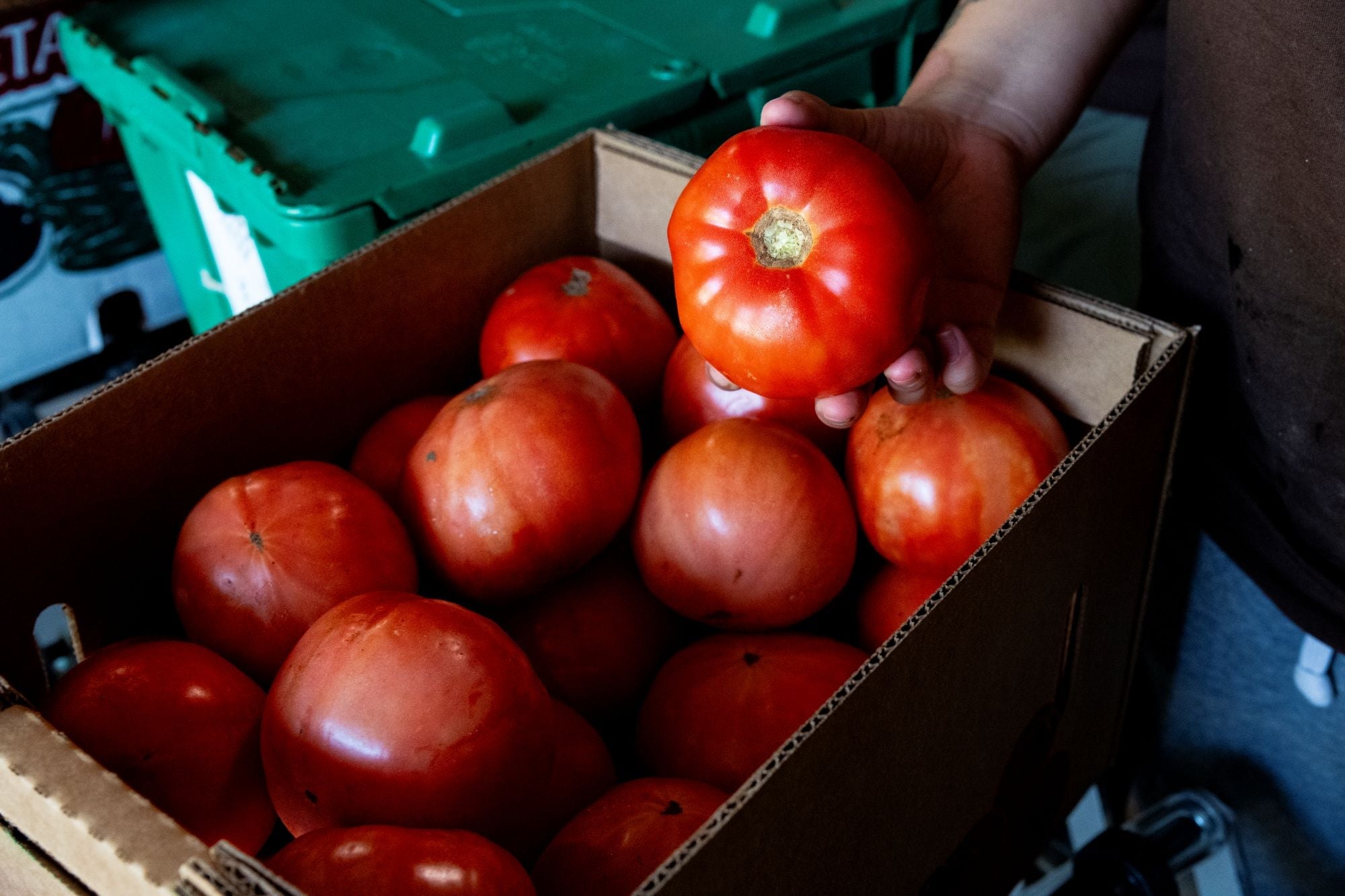 Photograph shows a hand lifting a ripe, red tomato out of a cardboard box full of just picked tomatoes