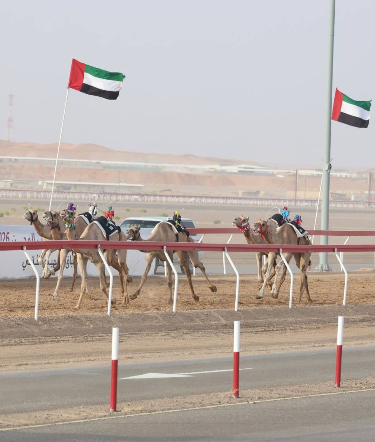 «نور» و«غازي» يتألقان في «الثنايا» بمهرجان العين للهجن