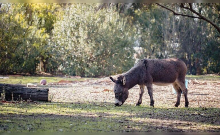Des ânes sauvages réintroduits dans le Néguev régénèrent l'écosystème
