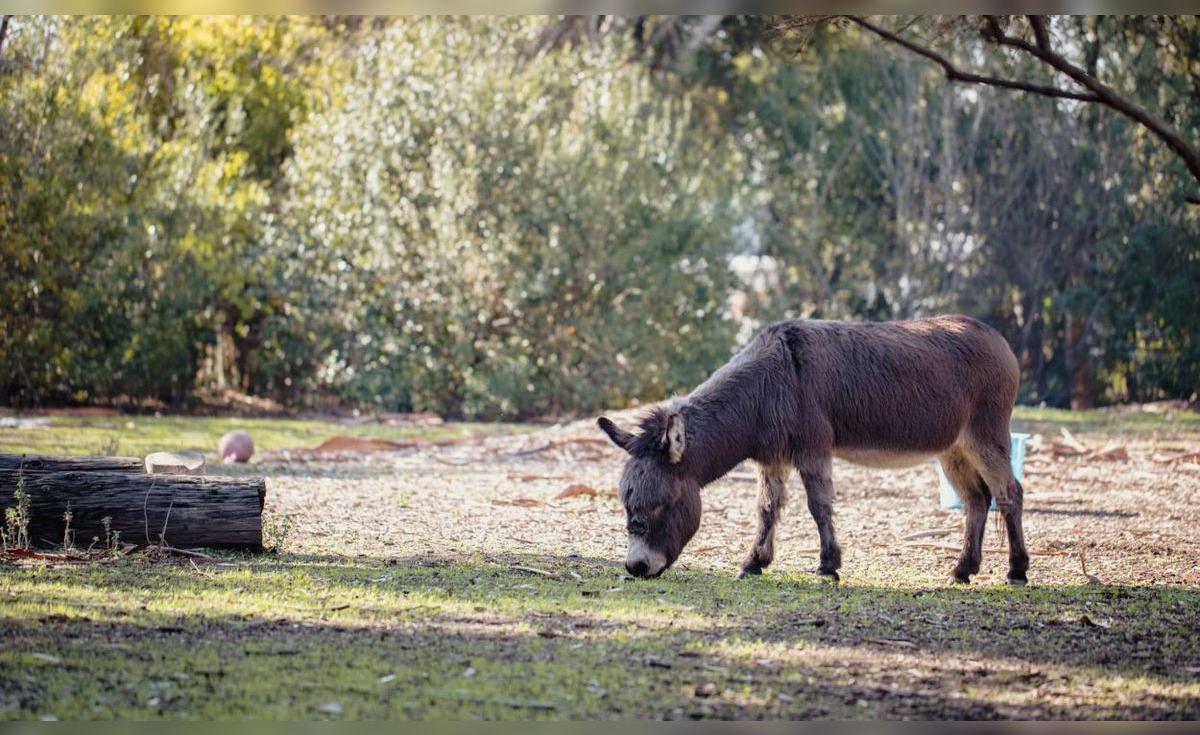 Des ânes sauvages réintroduits dans le Néguev régénèrent l'écosystème