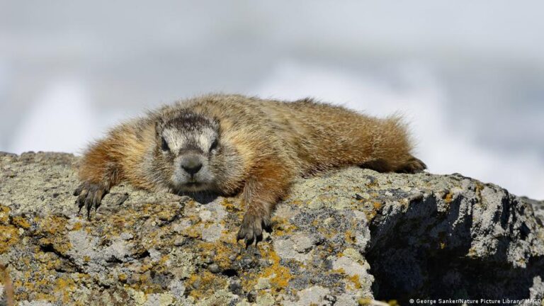 Marmota descansando al sol