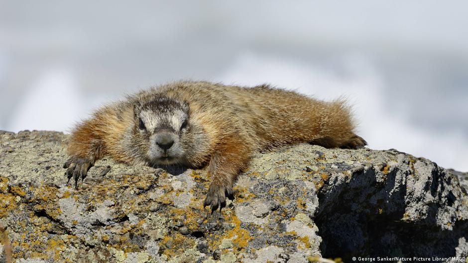 Marmota descansando al sol