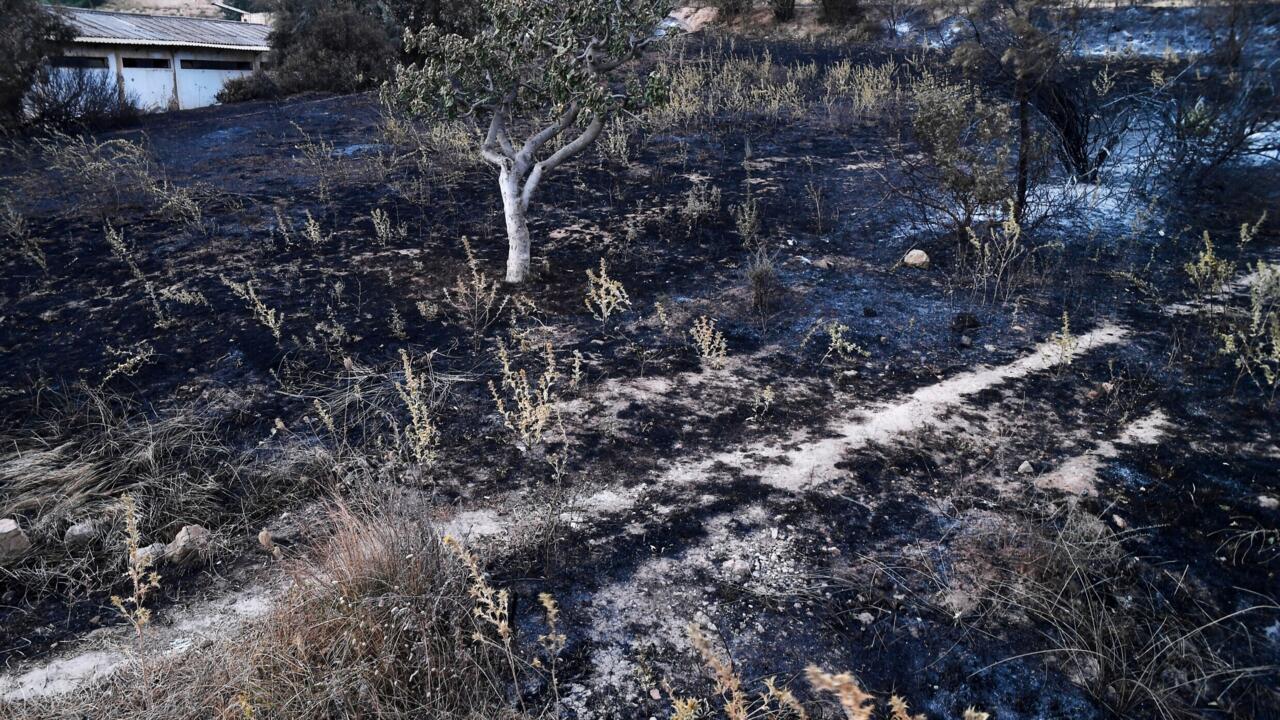 Algérie : Au Moins 12 Morts Dans De Violents Feux De Forêt Au Nord-Est