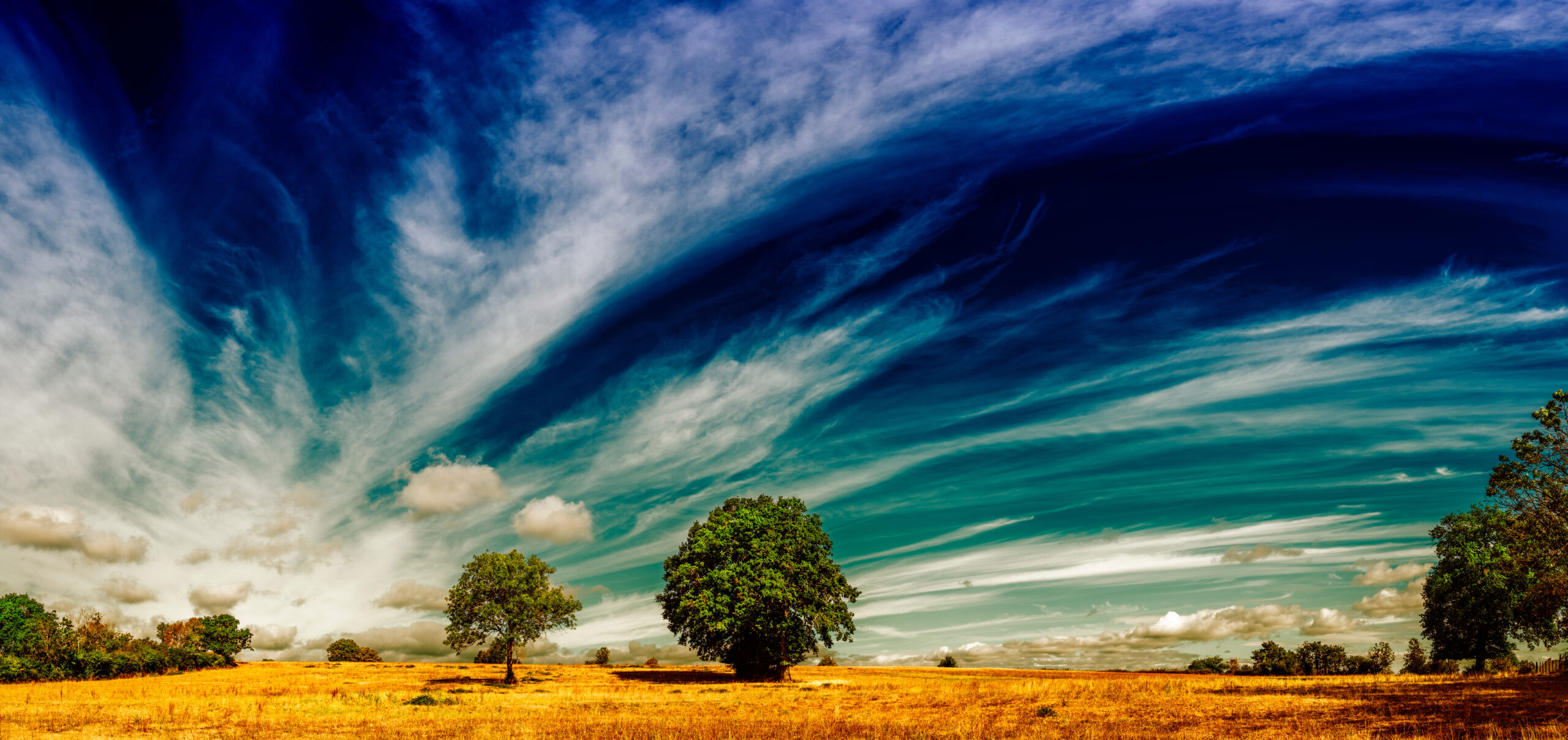 Two trees stand in a yellow field under a dramatic sky with sweeping clouds and deep blue tones