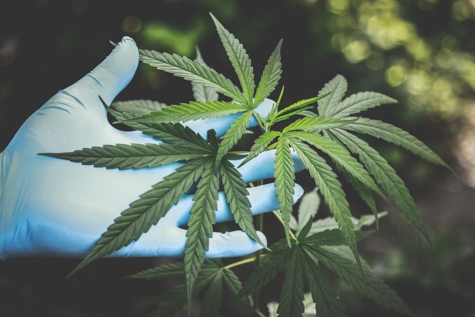 A hand in gloves holds fresh cannabis leaves outdoors, highlighting natural growth