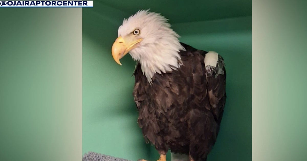 Jackie, l'aigle chauve célèbre de Big Bear Valley, meurt à l'âge de 14 ans
