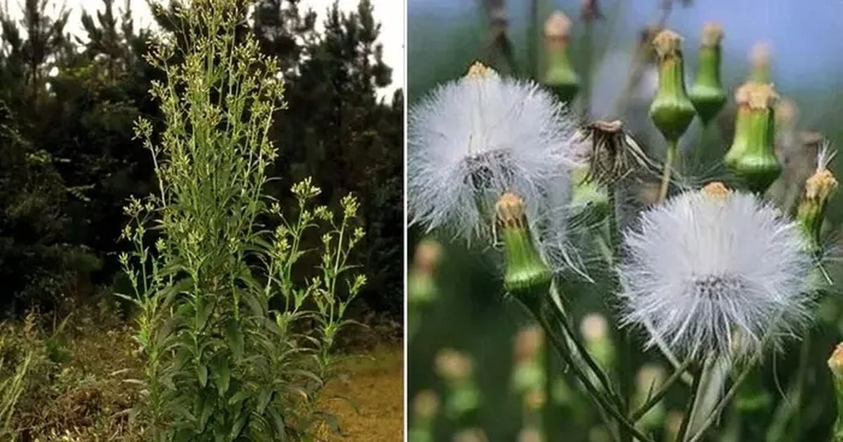 Eréchthite hieracifoliée : une plante invasive se propage dans les forêts