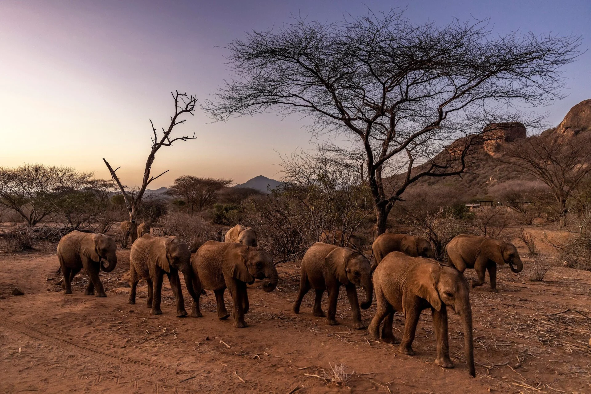 Kenya : Des traces de cyanure détectées après la mort de 15 éléphants à Amboseli