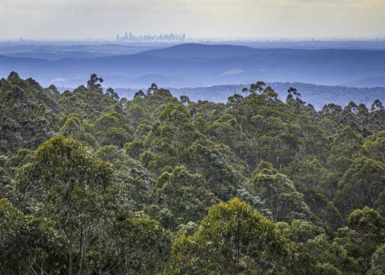 Toolangi State forest with Melbourne in background