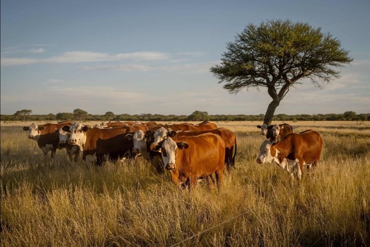 Revolucionario: 60 productores cobraron US$1,2 millones por créditos de carbono y anticipan desembolsos más grandes