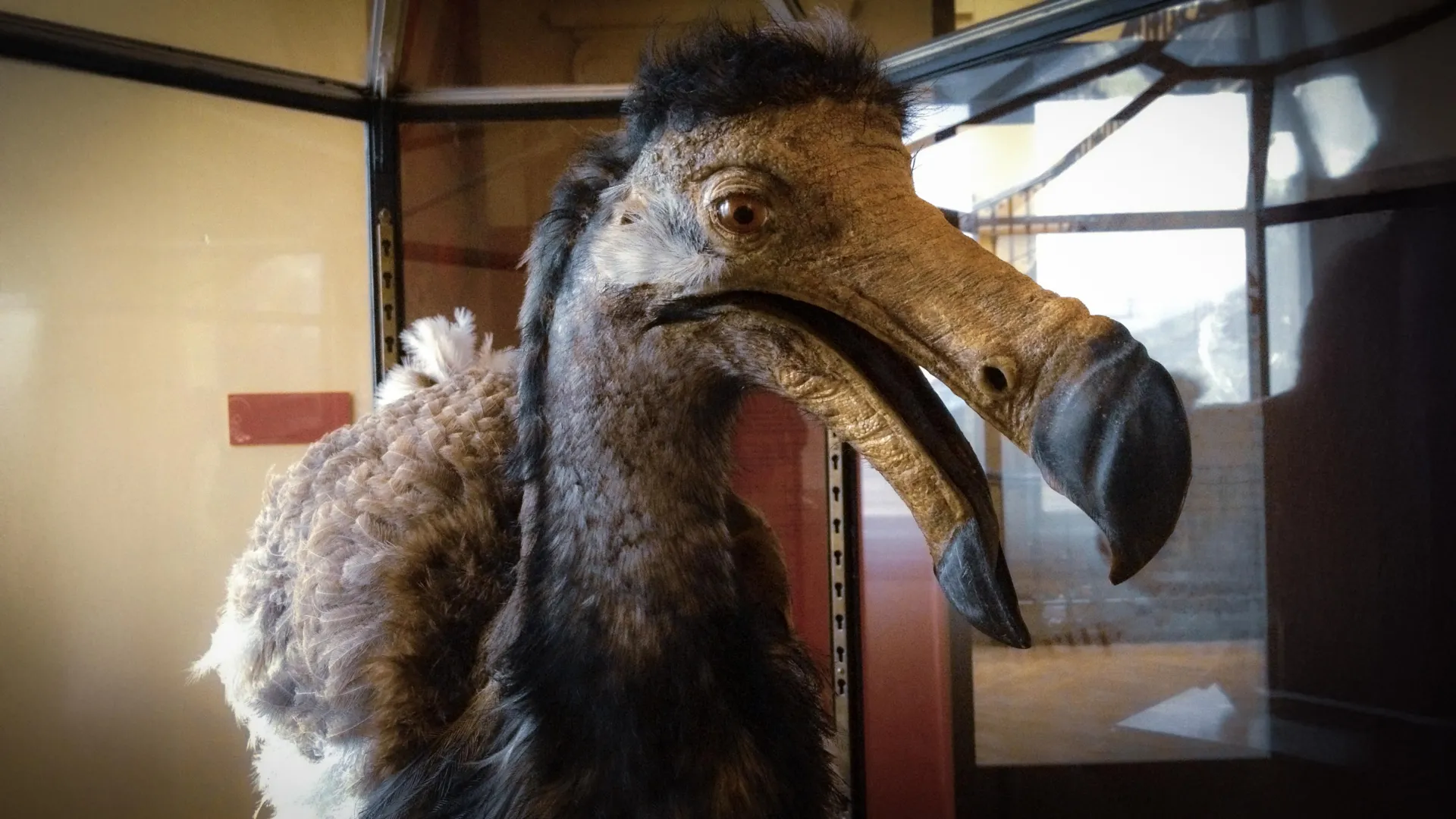 Dodo : une étude révèle des capacités sensorielles inattendues