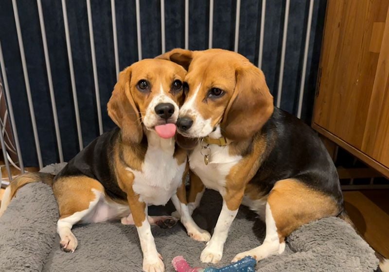 Kindred Companion Sciences Crée des Chiens Hypoallergéniques via CRISPR