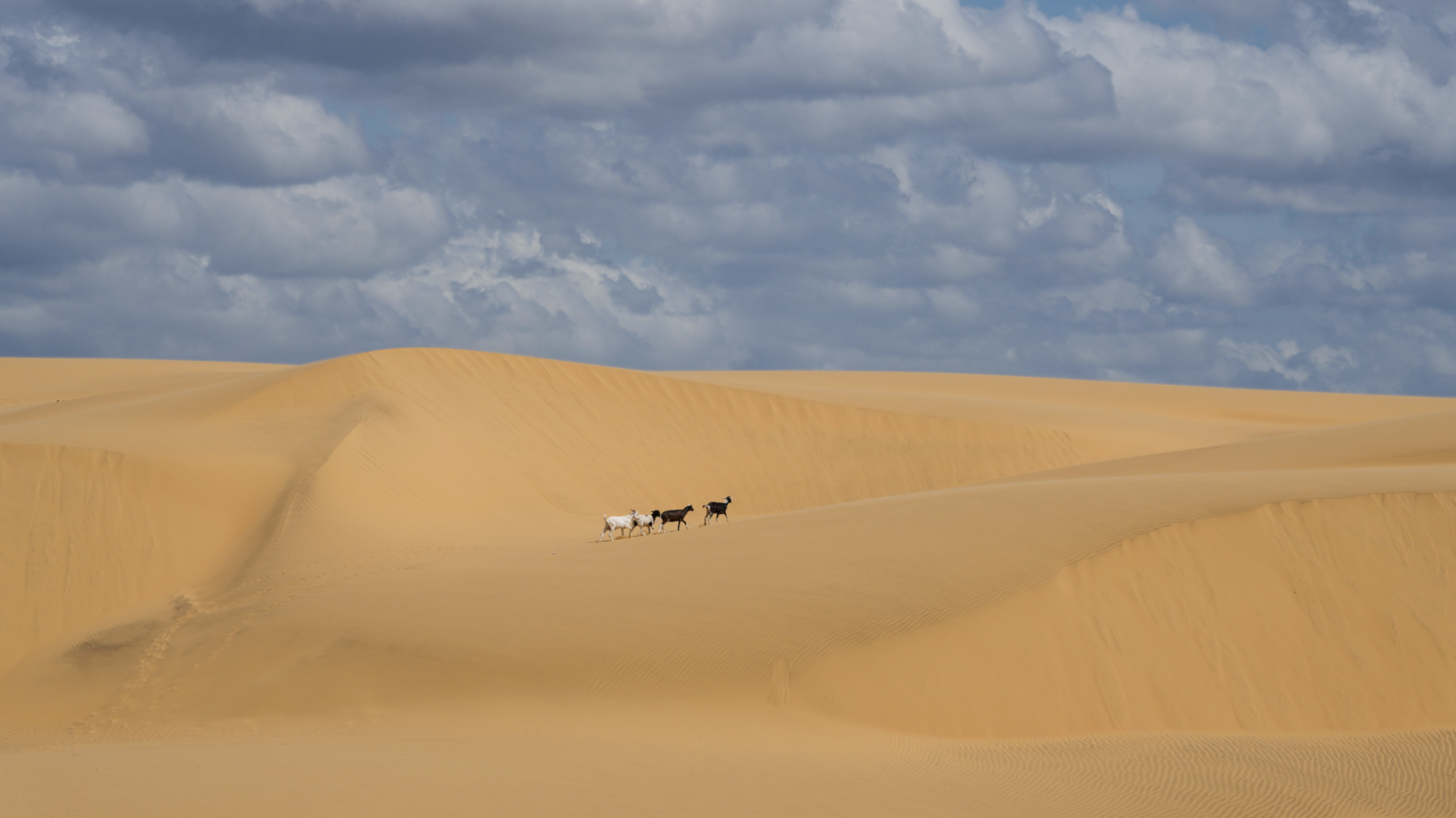 Carte mondiale des dunes : un chercheur cartographie les sables de la Terre