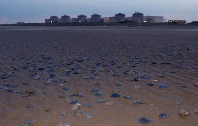 EDF Arrête Deux Réacteurs à Gravelines Suite à une Invasion de Méduses
