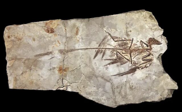 Why were dinosaurs giants, yet never became truly small
