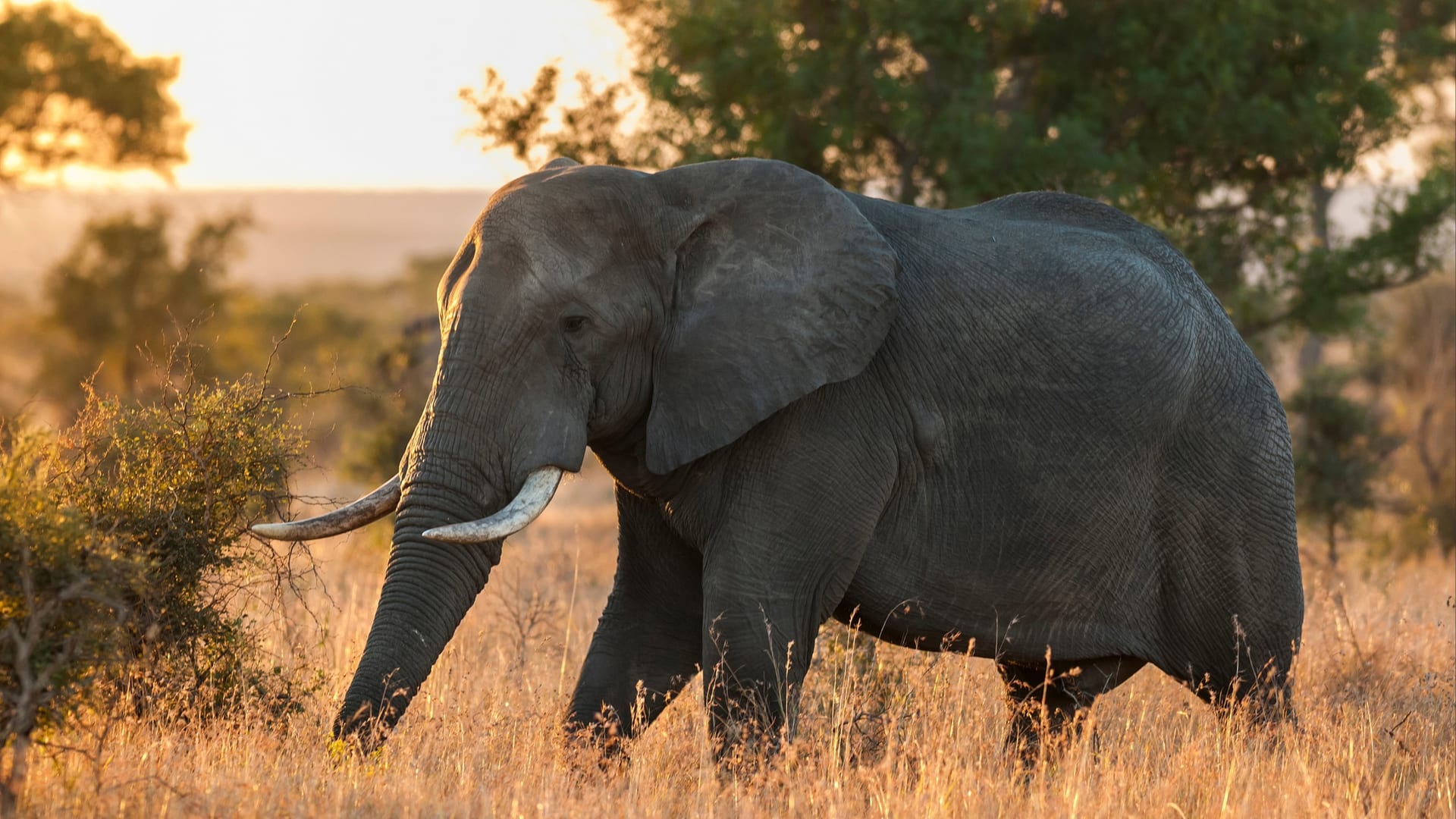 Elephants and farmers are on a collision course across southern Africa