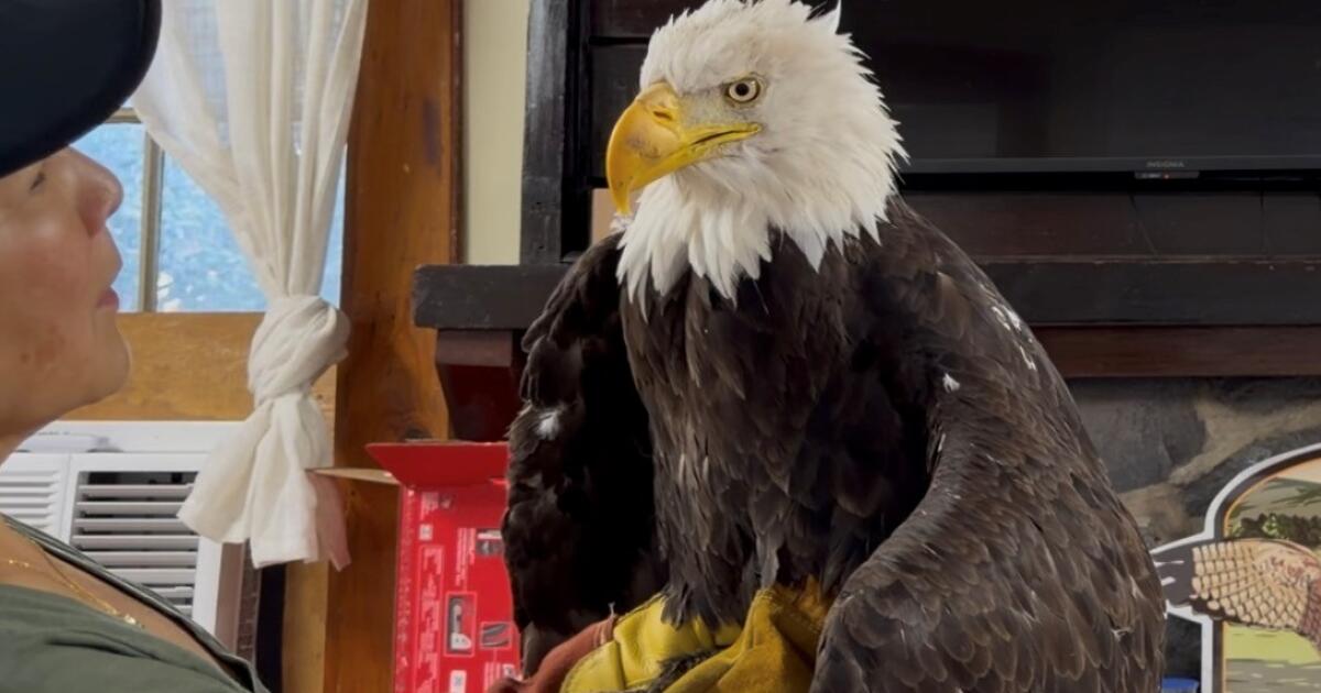 Jackie, el águila calva, es examinada el 18 de julio de 2026, en el Centro de Rescate de Aves Rapaces San Dimas del Condado