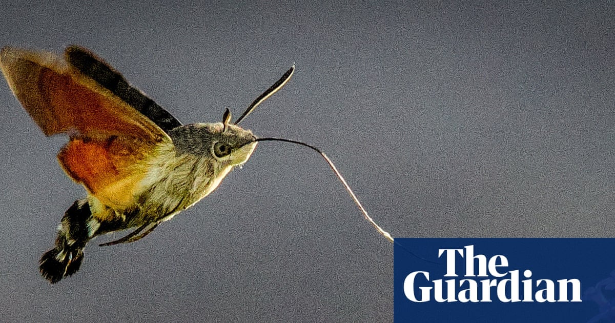 Des sphinx colibris envahissent le Royaume-Uni