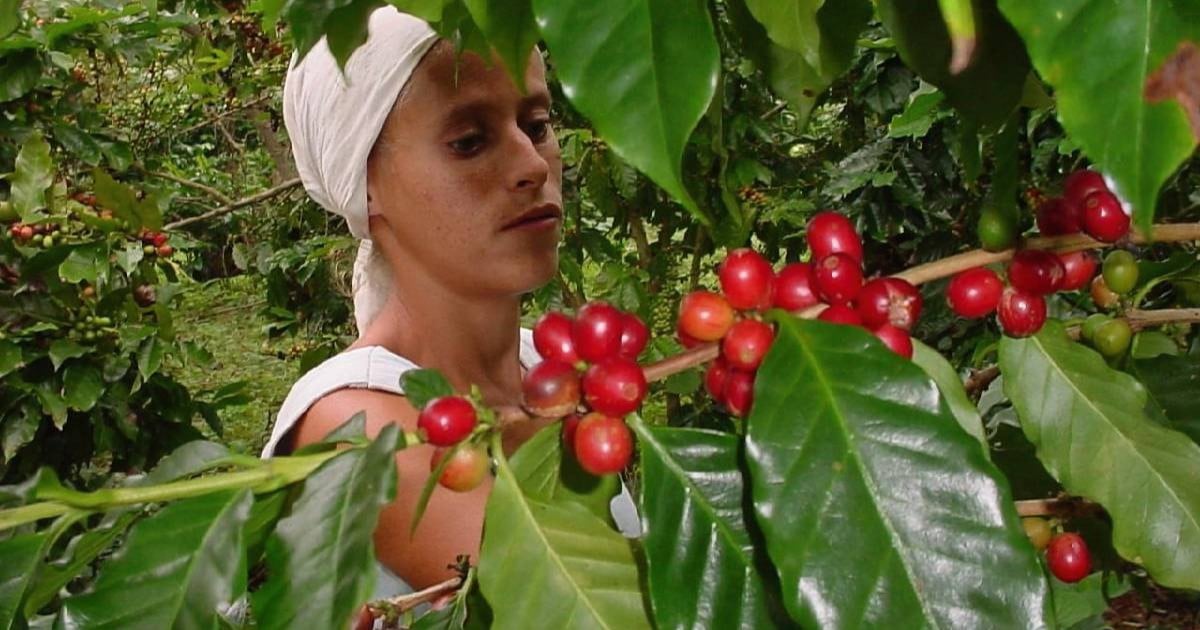 Guantánamo Lance Sa Récolte De Café Avec Un Objectif De 294 568 Latas