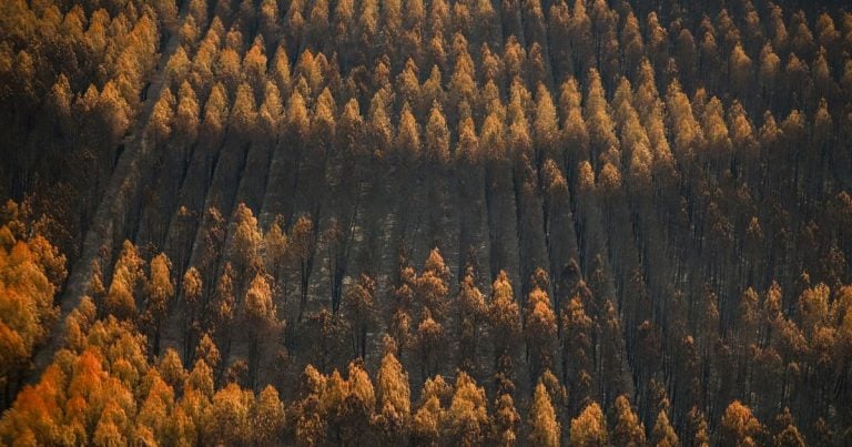 Une zone forestière brûlée par un incendie à Le Porge, dans le département de la Gironde, le 31 juillet 2026